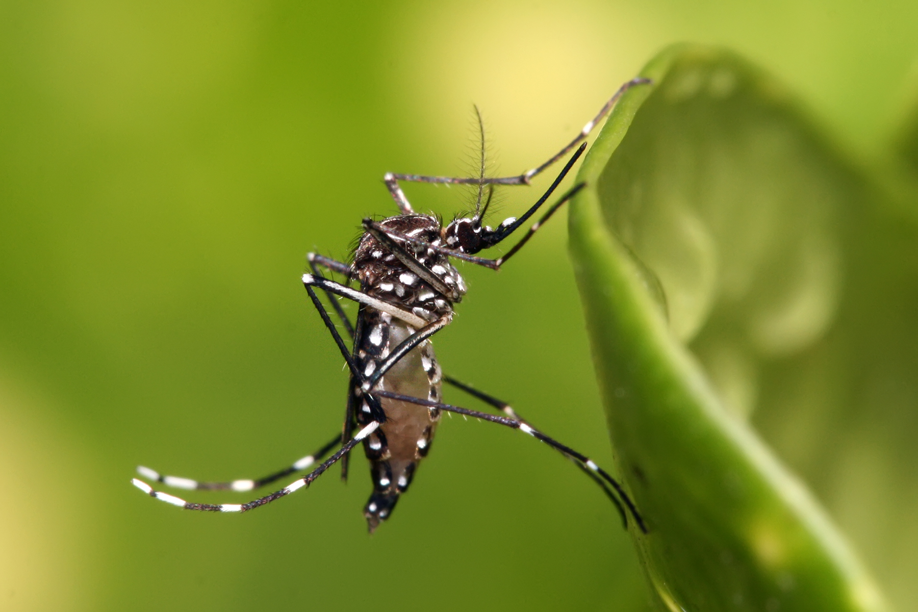 Aedes aegypti mosquito — the pest Faminos helps control